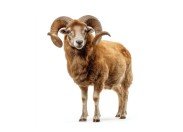 male sheep rams eid livestock